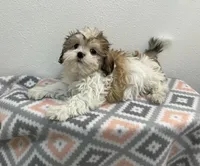 MILWAUKEE AREA BOY READY , a male Shih Tzu for sale in Brookfield, WI – Photo 2 of 5