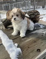 MILWAUKEE AREA BOY READY , a male Shih Tzu for sale in Brookfield, WI – Photo 4 of 5