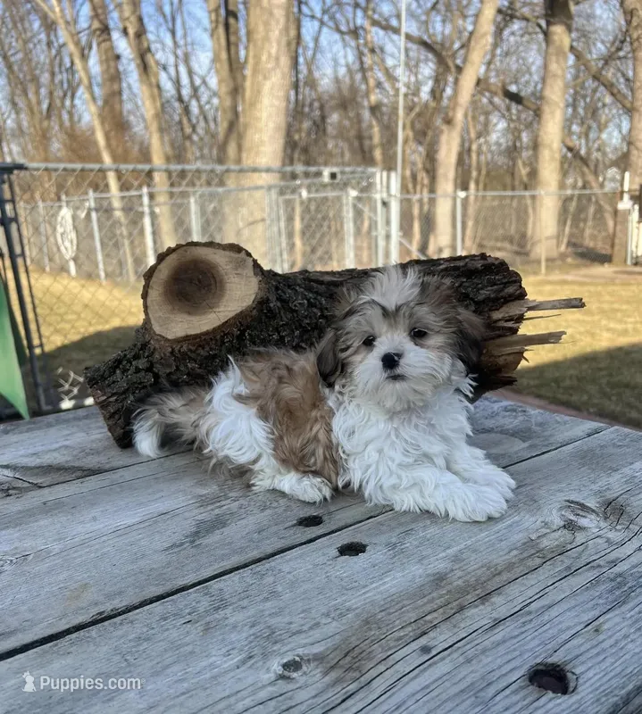 MILWAUKEE AREA BOY READY 