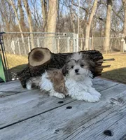 MILWAUKEE AREA BOY READY , a male Shih Tzu for sale in Brookfield, WI – Photo 1 of 5