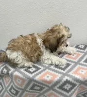 MILWAUKEE AREA BOY READY , a male Shih Tzu for sale in Brookfield, WI – Photo 5 of 5