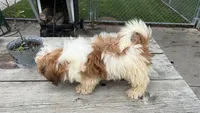 COCO PUPPY, a male Shih Tzu for sale in Brookfield, WI – 1 of 2