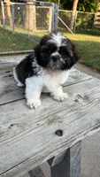 BROOKFIELD (BUSTER) AKC registered boy, a male Shih Tzu for sale in Brookfield, WI – 2 of 7