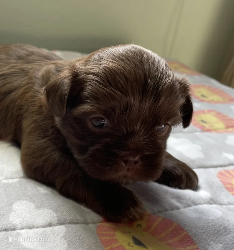 BROOKFIELD COCO GIRL – Shih Tzu puppy for sale in Brookfield, WI