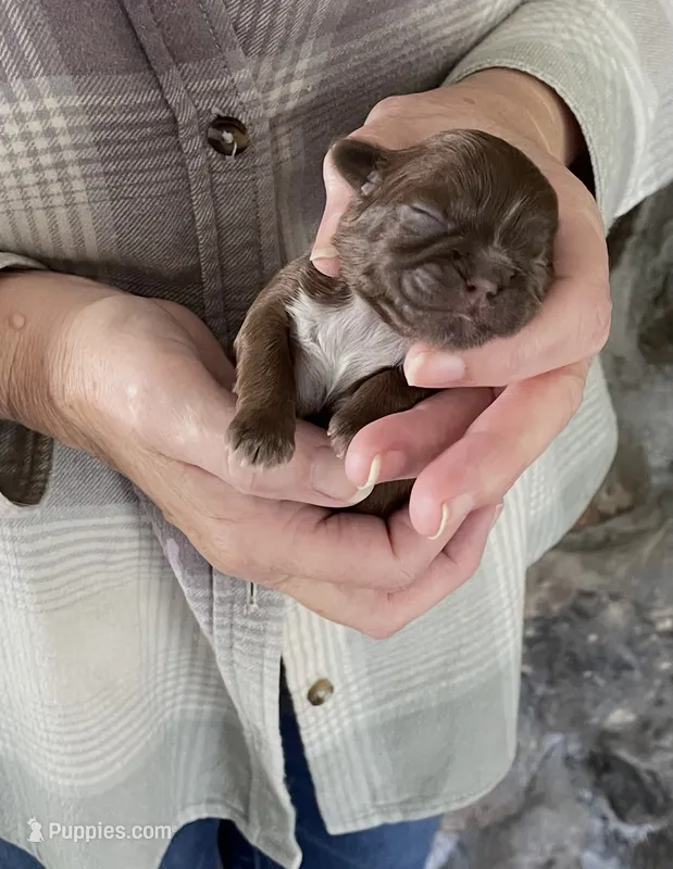 BROOKFIELD GIRL – Shih Tzu puppy for sale in Brookfield, WI