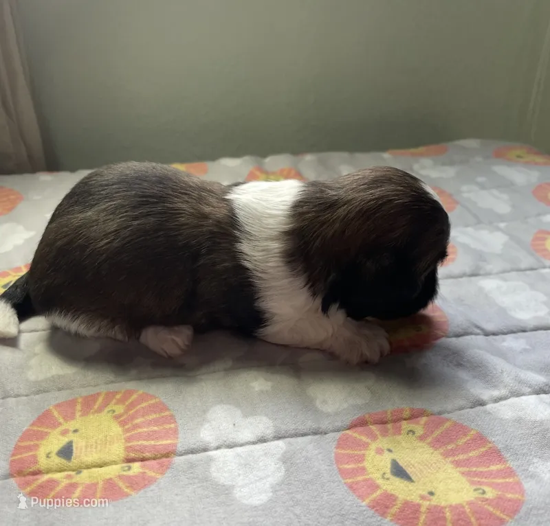 ROMEO  – Shih Tzu puppy for sale in Brookfield, WI