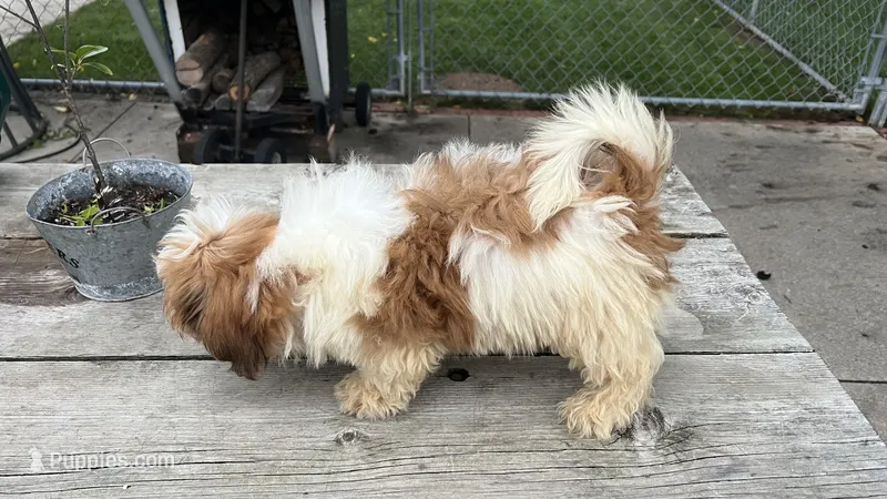 COCO BOY – Shichon puppy for sale in Brookfield, WI