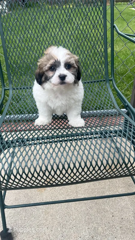 TEDDY – Shichon puppy for sale in Milwaukee, WI
