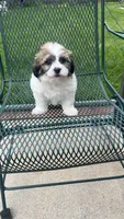 TEDDY, a male Shichon for sale in Milwaukee, WI – 1 of 2