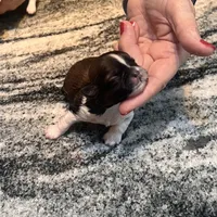 AKC FRANK , a male Shih Tzu for sale in Brookfield, WI – 3 of 4