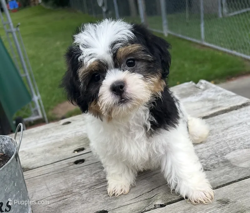 Brookfield boy, buddy Shichon – Shih Tzu puppy for sale in Brookfield, WI