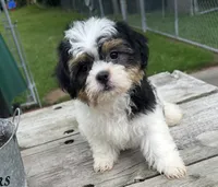 Brookfield boy, buddy Shichon, a male Shih Tzu for sale in Brookfield, WI – 1 of 2