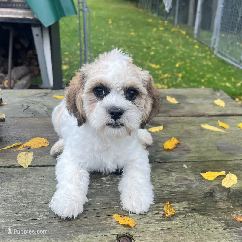 MAX – Shichon puppy for sale in Brookfield, WI