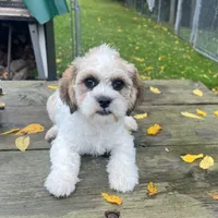 MAX, a male Shichon for sale in Brookfield, WI – 2 of 3