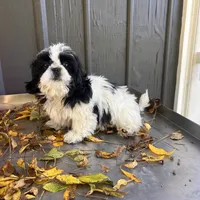 SHIHTZU BOY READY , a male Shih Tzu for sale in Brookfield, WI – 2 of 2