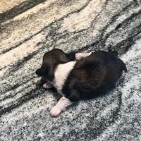 AKC ROMEO , a male Shih Tzu for sale in Brookfield, WI – 4 of 4