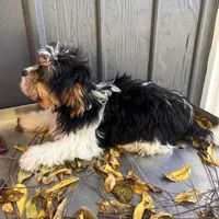 OLIVER , a male Shichon for sale in Brookfield, WI – 2 of 4