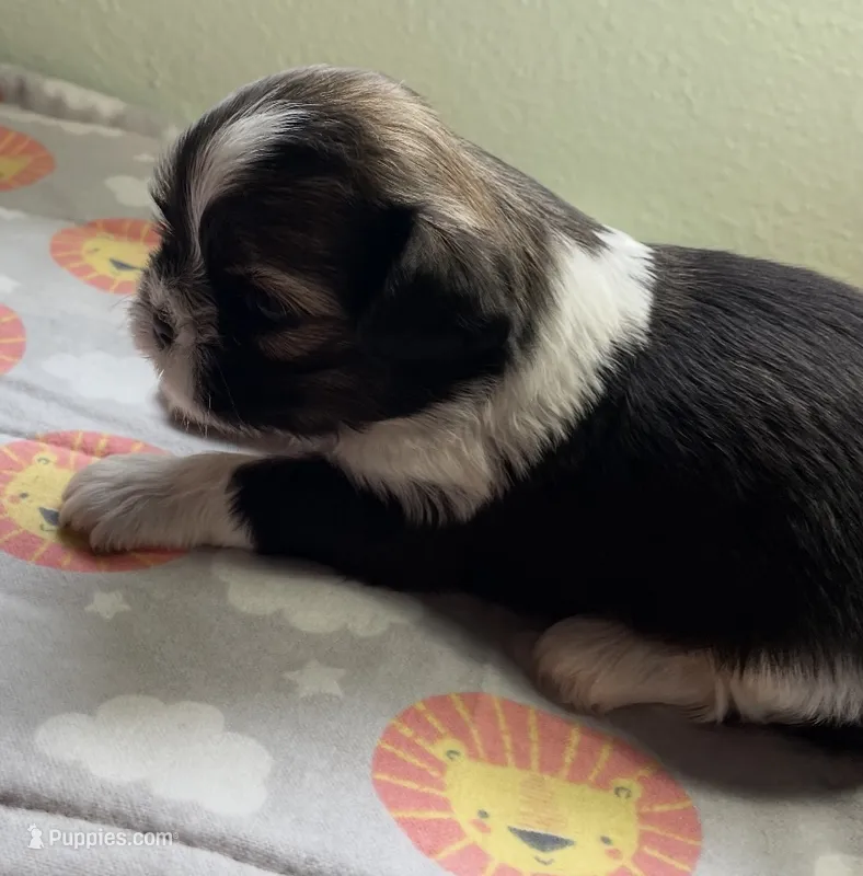 WALTER  – Shih Tzu puppy for sale in Brookfield, WI