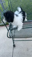 MILWAUKEE AREA BOY AVAILABLE, a male Shichon for sale in Milwaukee, WI – 4 of 8
