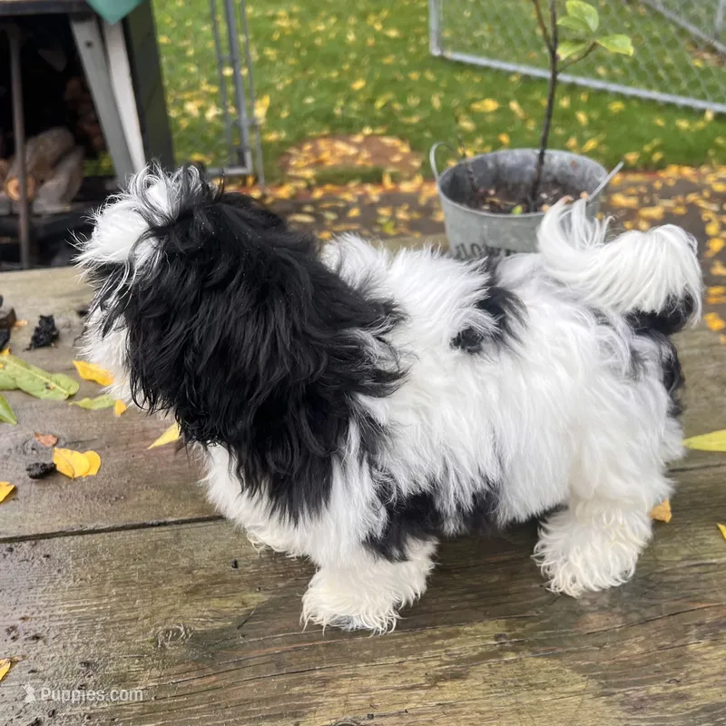 DALE SHIHTZU – Shih Tzu puppy for sale in Brookfield, WI