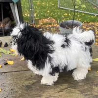 DALE, a male Shih Tzu for sale in Brookfield, WI – 2 of 3
