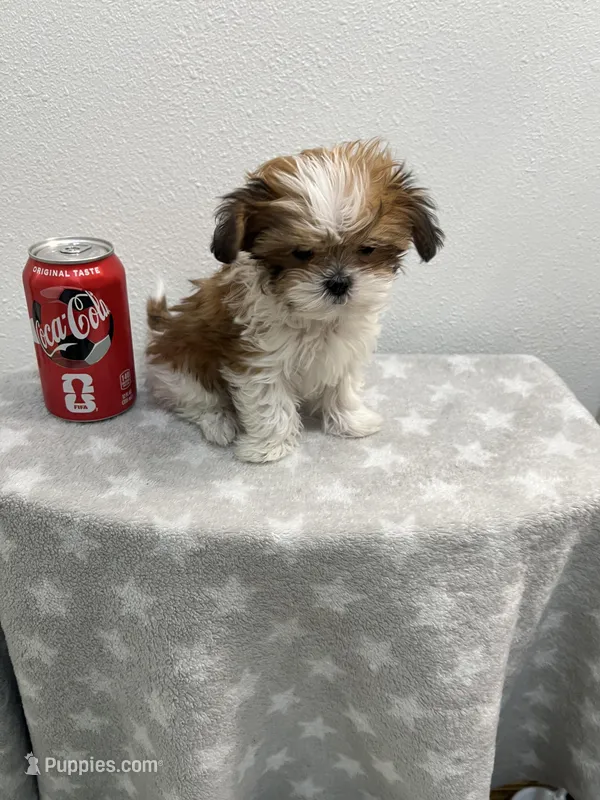 MILWAUKEE AREA TEA CUP BOY READY – Shichon puppy for sale in Brookfield, WI
