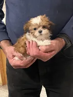 MILWAUKEE AREA TEA CUP BOY READY, a male Shichon for sale in Brookfield, WI – Photo 3 of 6