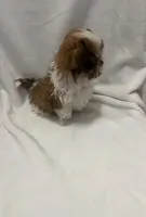 MILWAUKEE AREA TEA CUP BOY READY, a male Shichon for sale in Brookfield, WI – Photo 4 of 6