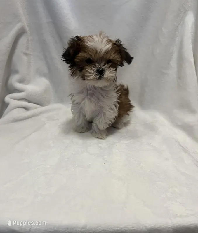 MILWAUKEE AREA TEA CUP BOY READY