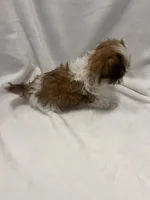 MILWAUKEE AREA TEA CUP BOY READY, a male Shichon for sale in Brookfield, WI – Photo 5 of 6