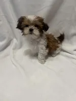 MILWAUKEE AREA TEA CUP BOY READY, a male Shichon for sale in Brookfield, WI – Photo 6 of 6