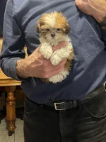 MILWAUKEE AREA TEA CUP BOY READY, a male Shichon for sale in Brookfield, WI – Photo 1 of 6