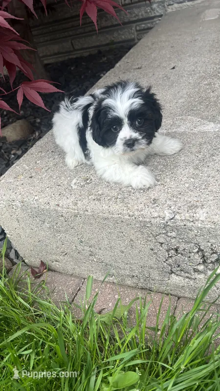 CHARLIE – Shichon puppy for sale in Milwaukee, WI