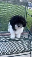 MILWAUKEE AREA BOY AVAILABLE, a male Shichon for sale in Milwaukee, WI – 6 of 8