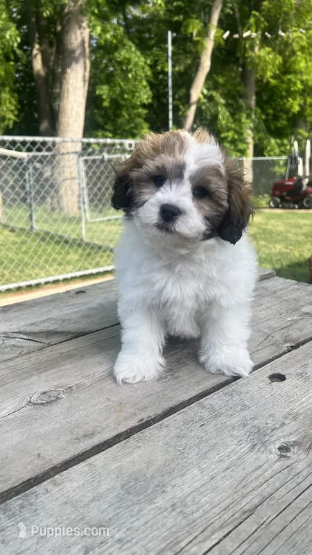 TEDDY – Shichon puppy for sale in Milwaukee, WI