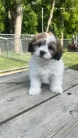 TEDDY BOY BROOKFIELD, a male Shichon for sale in Brookfield, WI – 3 of 3