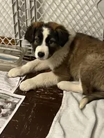 MILW-CATTLE DOG/COLLIE BOY, a male Australian Cattle Dog for sale in Brookfield, WI – Photo 4 of 4