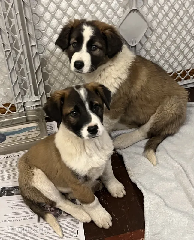 MILW-CATTLE DOG/COLLIE BOY