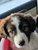 MILW-CATTLE DOG/COLLIE BOY, a male Australian Cattle Dog for sale in Brookfield, WI – Photo 2 of 4