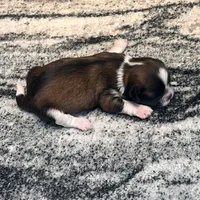 AKC OLIVER , a male Shih Tzu for sale in Brookfield, WI – 2 of 4