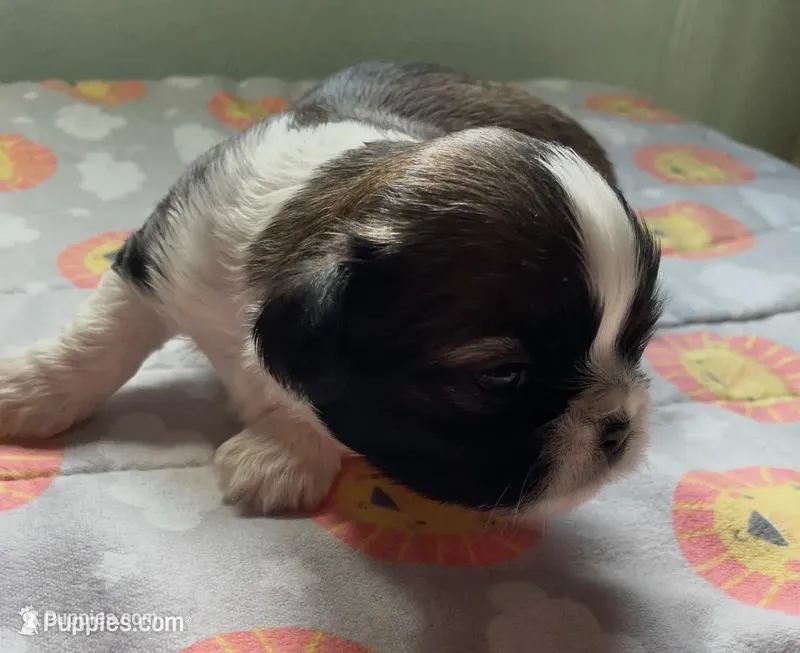 BUDDY  – Shih Tzu puppy for sale in Brookfield, WI