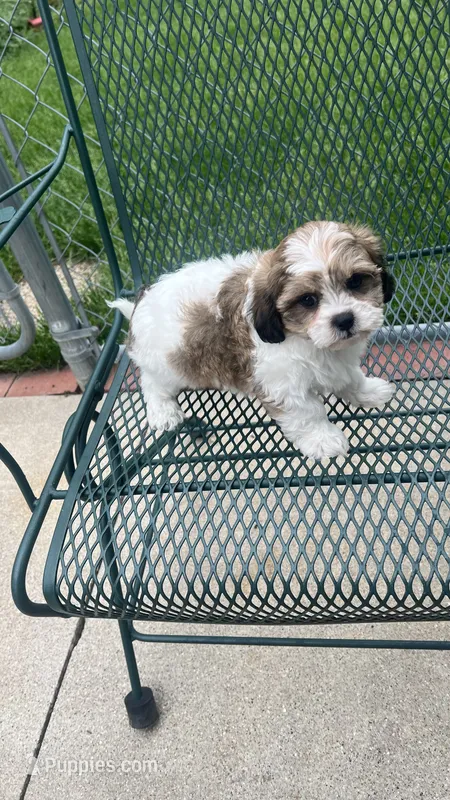 EDDIE – Shichon puppy for sale in Milwaukee, WI