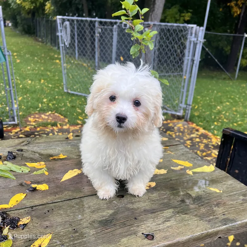 BUDDY – Bichon Frise puppy for sale in Brookfield, WI