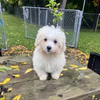 BUDDY BICHON FRISE READY, a male Bichon Frise for sale in Brookfield, WI – 1 of 3
