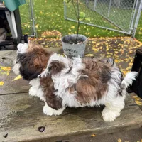 Chip, a male Shih Tzu for sale in Brookfield, WI – 3 of 3