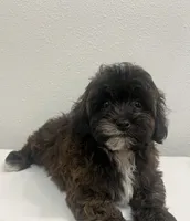 MILWAUKEE AREA BOY READY, a male Shihpoo for sale in Brookfield, WI – Photo 1 of 2