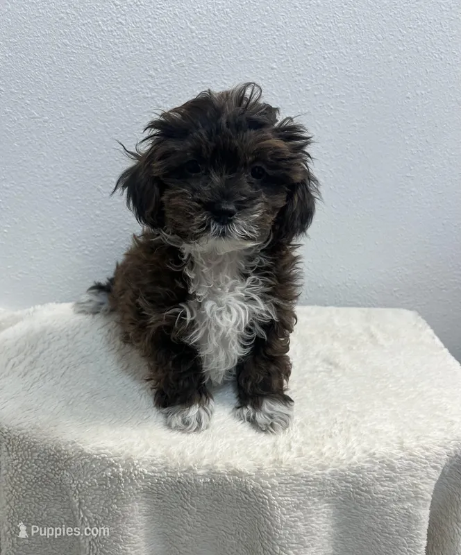 MILWAUKEE AREA BOY READY – Shihpoo puppy for sale in Brookfield, WI
