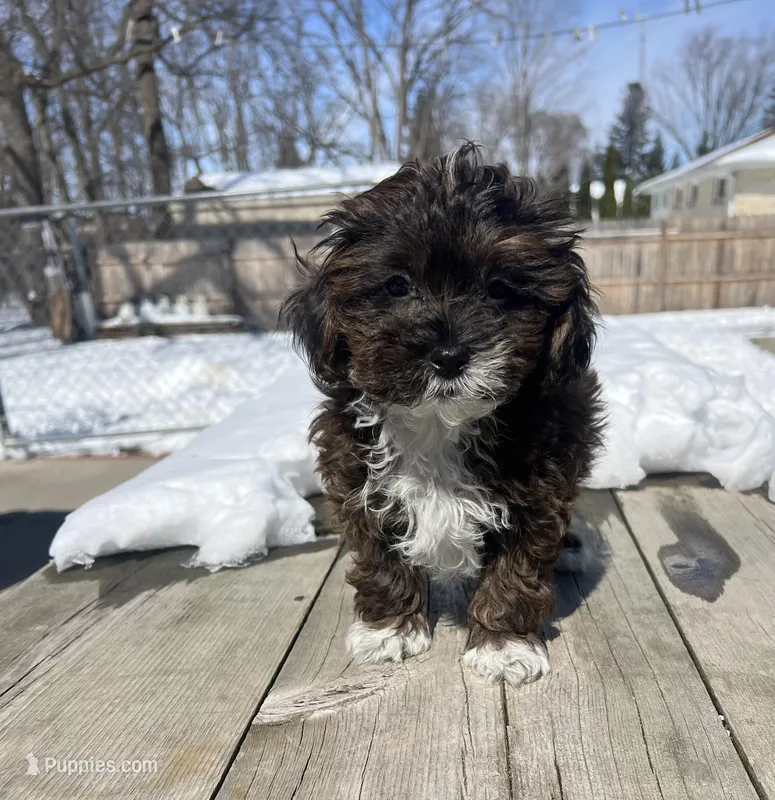 MILWAUKEE AREA BOY READY – Shihpoo puppy for sale in Brookfield, WI