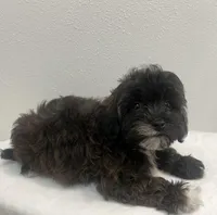 MILWAUKEE AREA BOY READY, a male Shihpoo for sale in Brookfield, WI – Photo 2 of 2