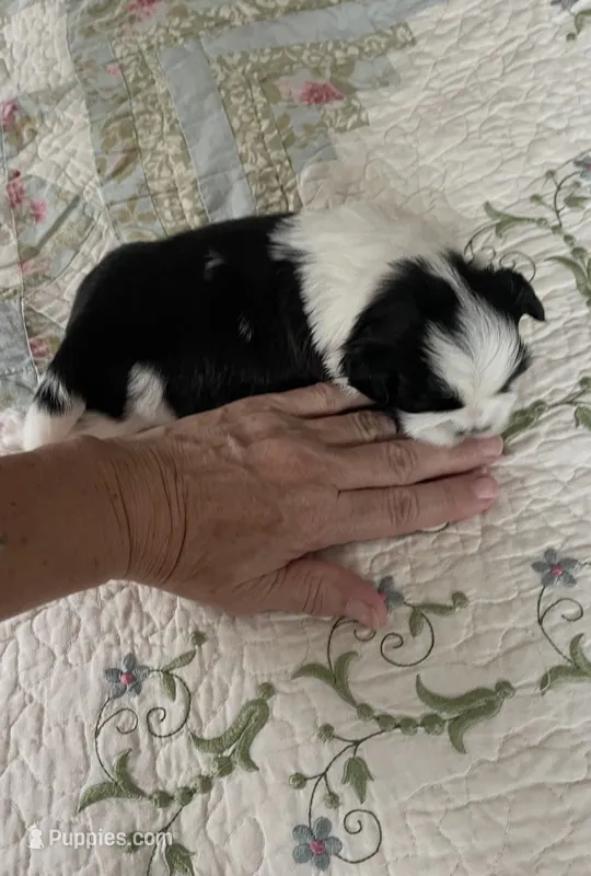 BROOKFIELD BOY JERRY – Shih Tzu puppy for sale in Brookfield, WI